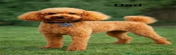 Cockapoo dogs for sale: Cockapoo  - Advert 12