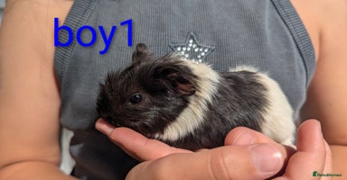 Guinea Pig rodents - Advert 7