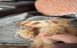 Cockapoo dogs for sale: F3 6 Month Old Cockapoo (Ralph) - Advert 4