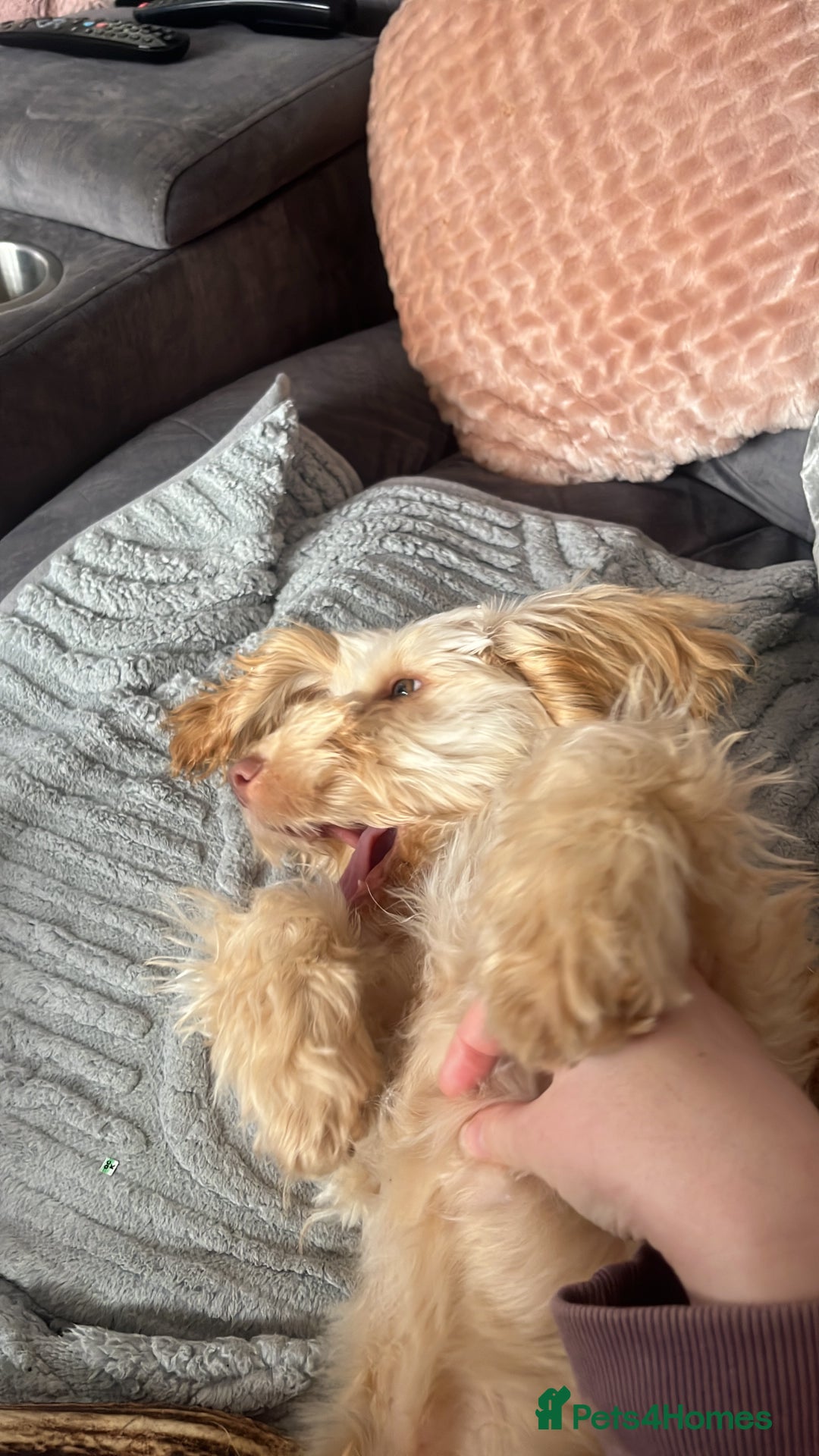 Cockapoo dogs for sale: F3 6 Month Old Cockapoo (Ralph) - Advert 4