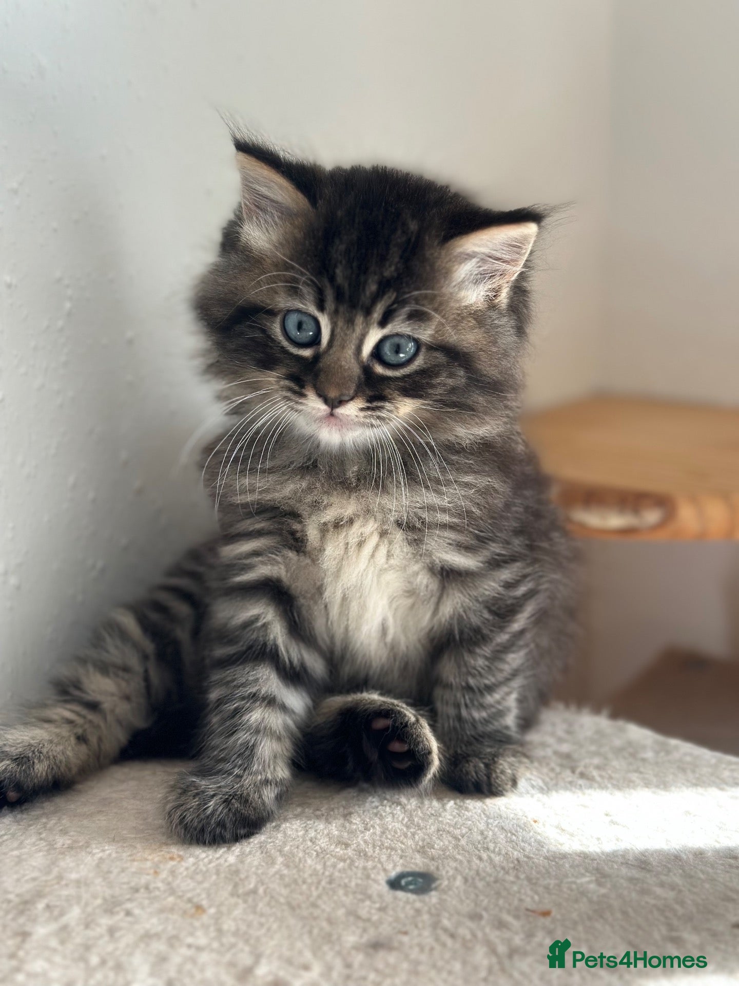 Persian cats FLUFFIEST PERSIAN-RAGDOLL KITTENS - Advert 4