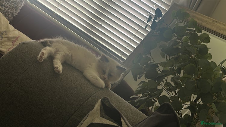 Mixed Breed cats - Advert 1