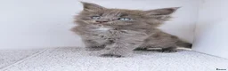 Maine Coon cats for sale: Blue maine coon kittens -DNA health tested parents - Advert 32