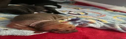 Mixed Breed dogs for sale: Cocker Spaniel x Shar Pei x Staff - Advert 5