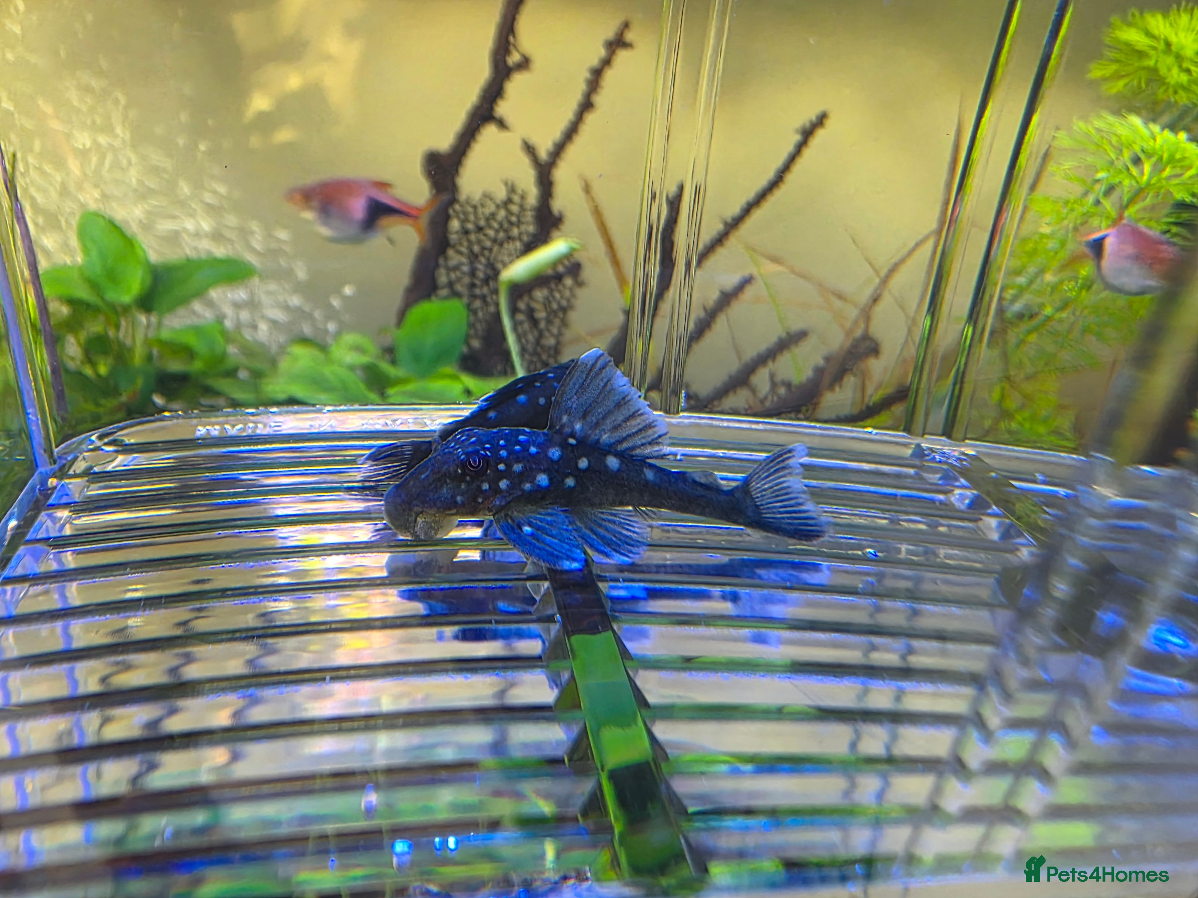 Plecos fish Blue phantom pleco  - Advert 1