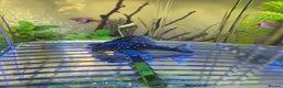Plecos fish for sale: Blue phantom pleco  - Advert 1