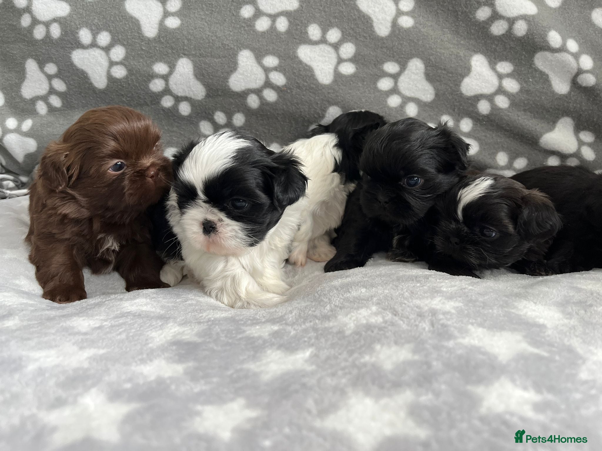 Shih Tzu dogs  kc reg shih tzh ready to go  - Advert 6