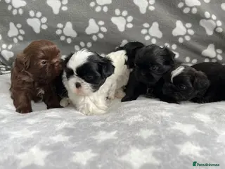 Shih Tzu dogs kc reg shih tzh ready to go - Advert 5