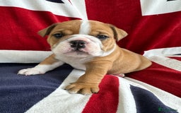 English Bulldog dogs for sale: KC REG AMAZING LITTER OF BRITISH BULLDOGS - Image 2