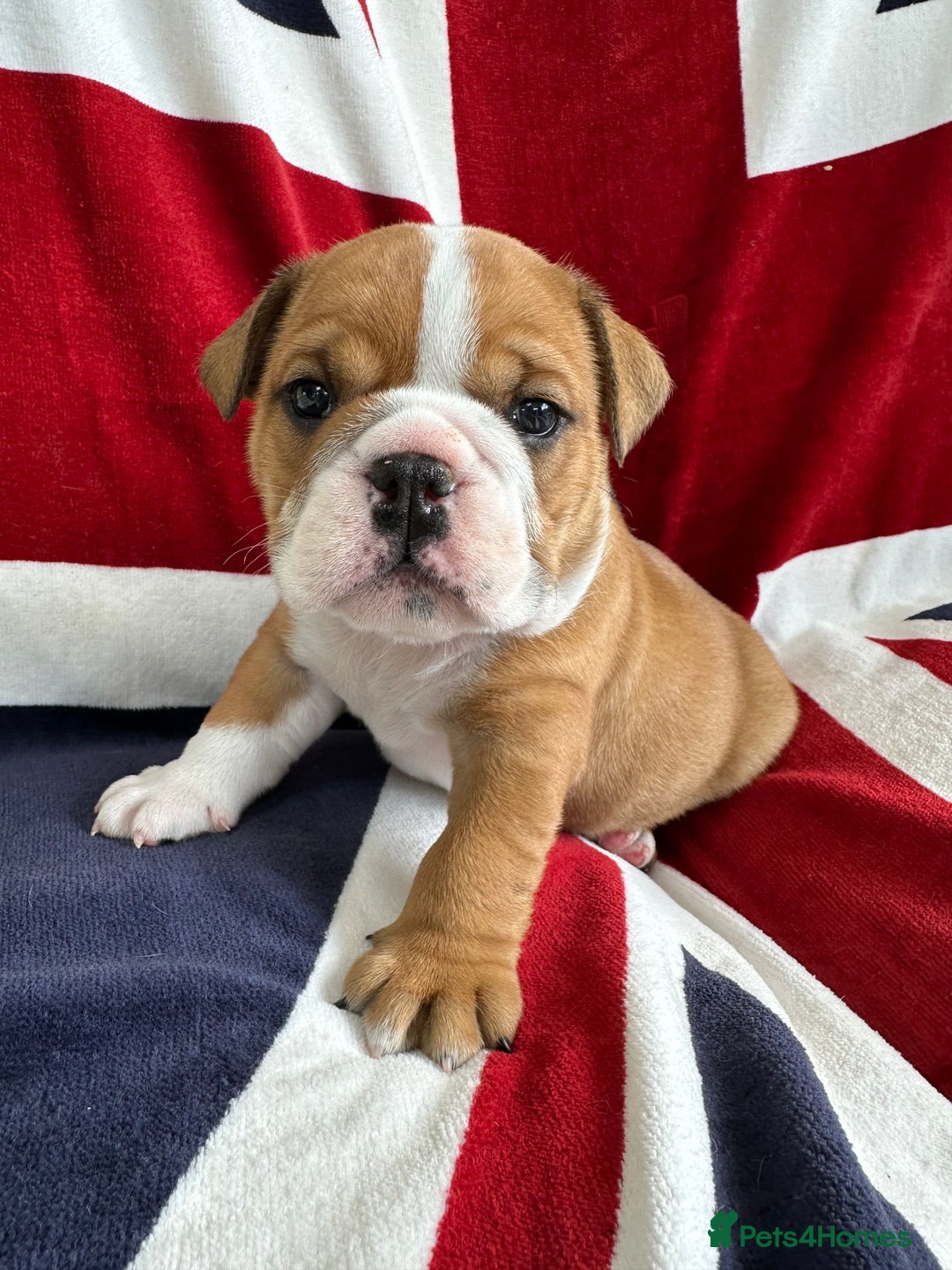 English Bulldog dogs for sale: KC REG AMAZING LITTER OF BRITISH BULLDOGS - Image 2