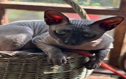 Sphynx cats for sale: Beautiful 2 yr old sphynx boy - Image 5
