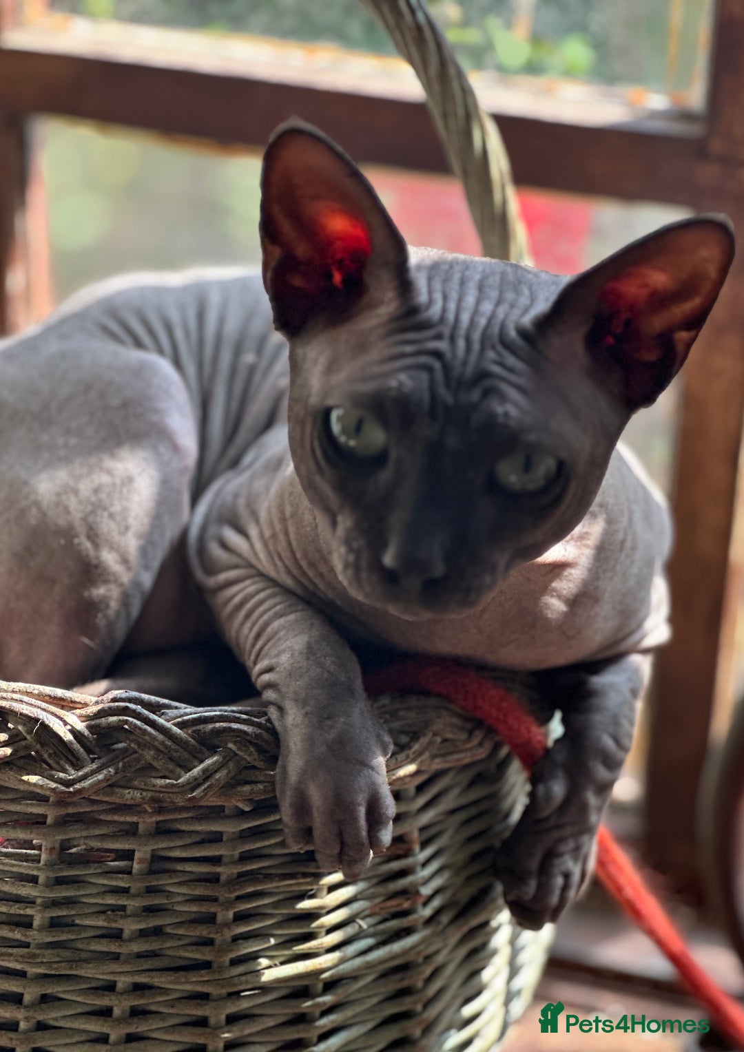 Sphynx cats for sale: Beautiful 2 yr old sphynx boy - Image 5