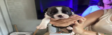Boston Terrier 1