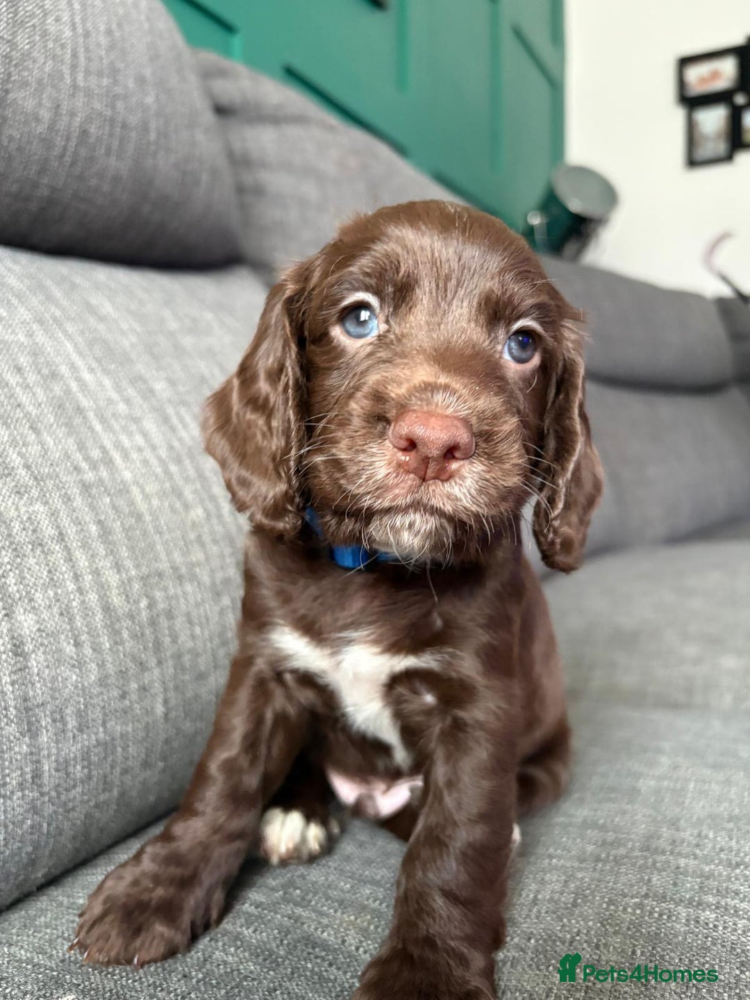 Cocker Spaniel dogs for sale: Working Cocker Spaniel puppy’s  - Advert 3