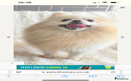 Pomeranian dogs for sale: Gorgeous KCreg female Pomeranian  - Image 3