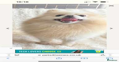 Pomeranian dogs - Advert 4