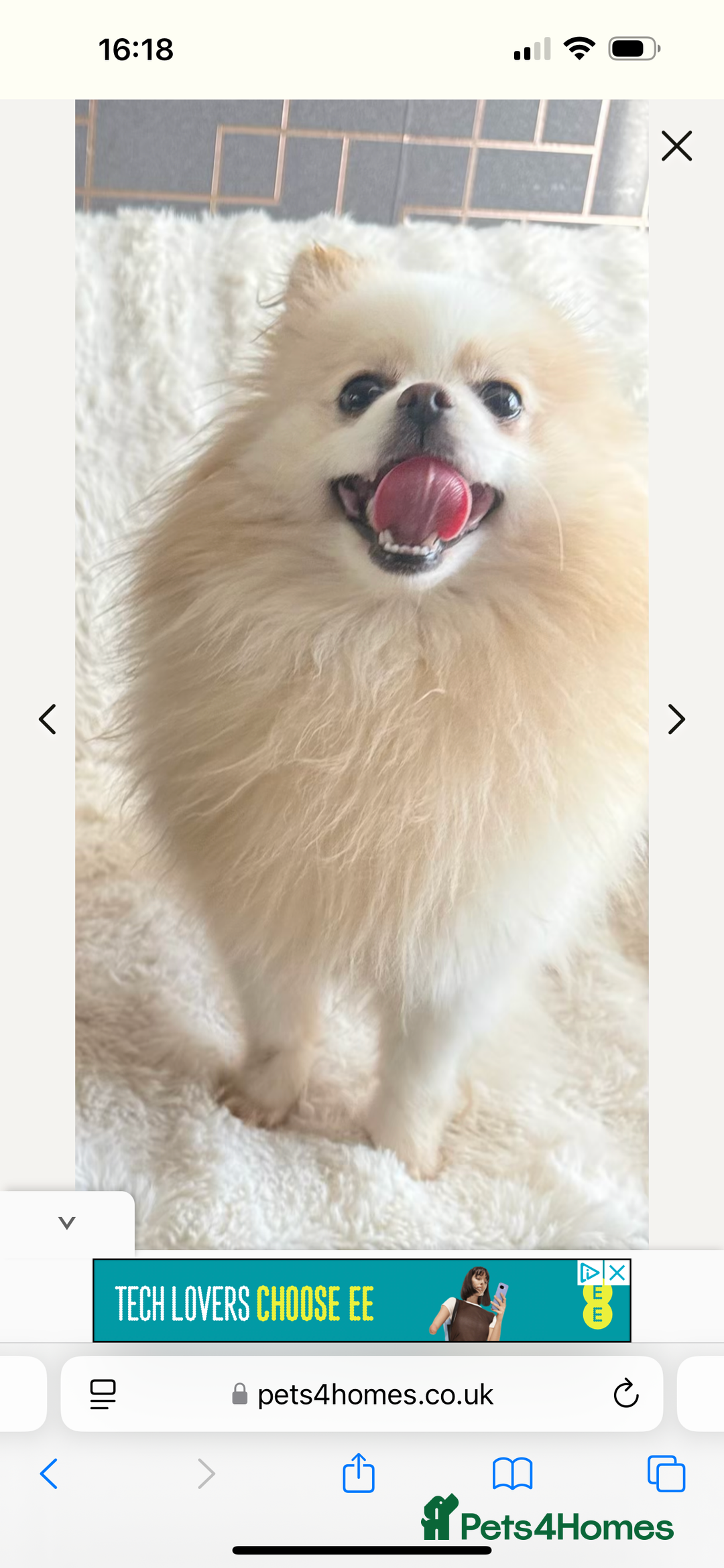 Pomeranian dogs for sale: Gorgeous KCreg female Pomeranian  - Image 3