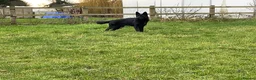 German Shepherd dogs for sale: Outstanding All Black Male  - Advert 20