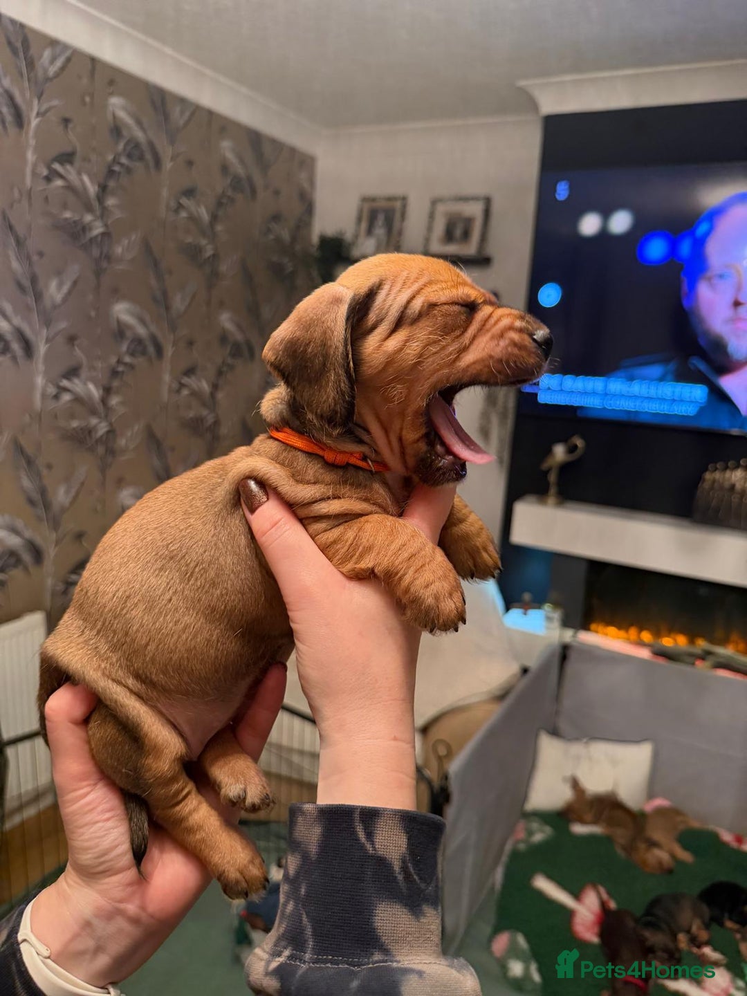 Dachshund dogs for sale: Tekel (wire haired dachshund) READY TO GO NOW - Advert 32