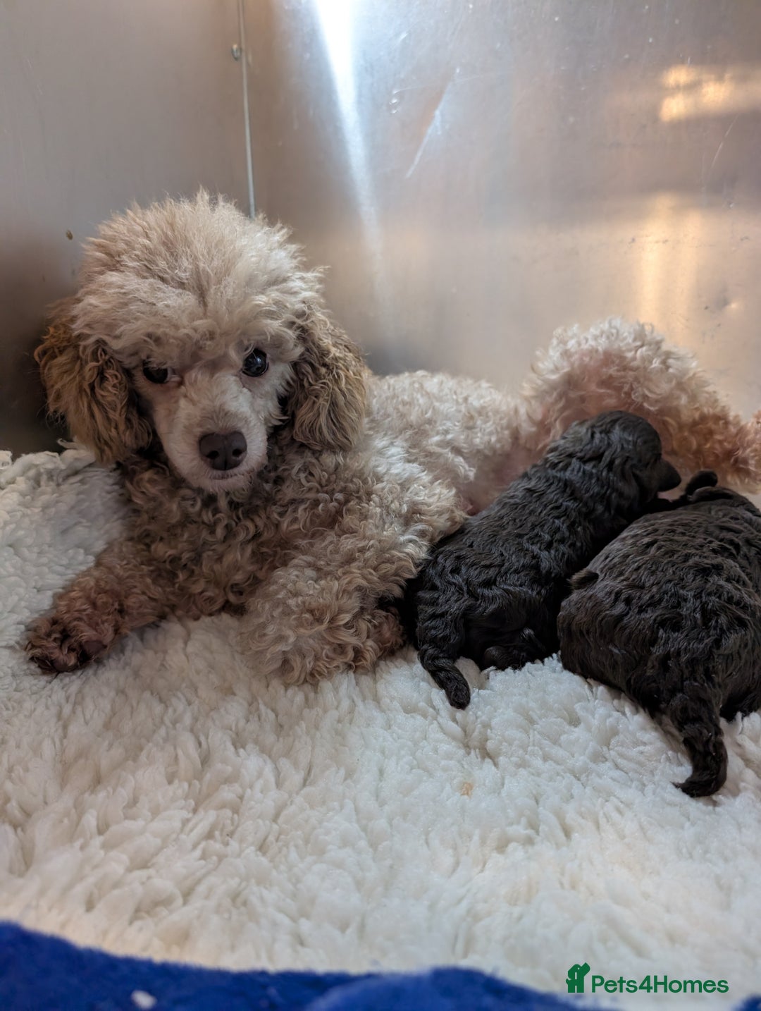 Toy Poodle dogs for sale: Pedigree Chocolate Toy Poodle  - Advert 4