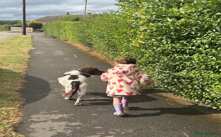 English Springer Spaniel dogs - Advert 6