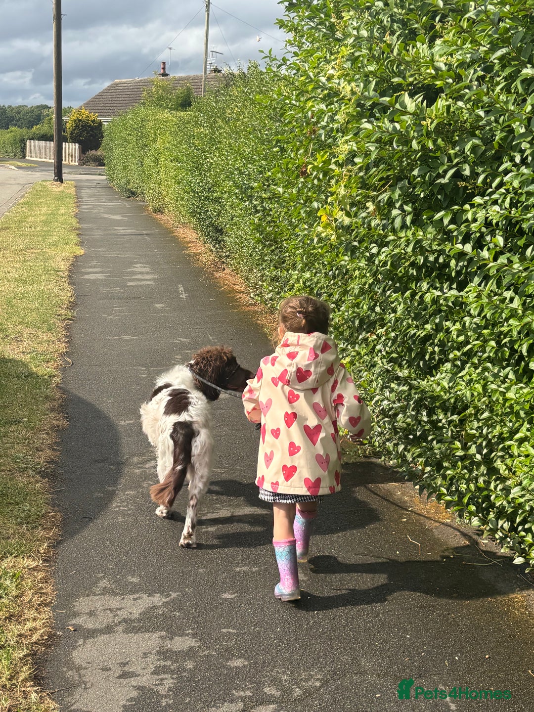 English Springer Spaniel dogs for sale: hi my name is bailey  - Image 1