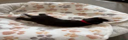 Mixed Breed cats for sale: Gorgeous Black & White Kittens – Boys & Girls - Advert 28