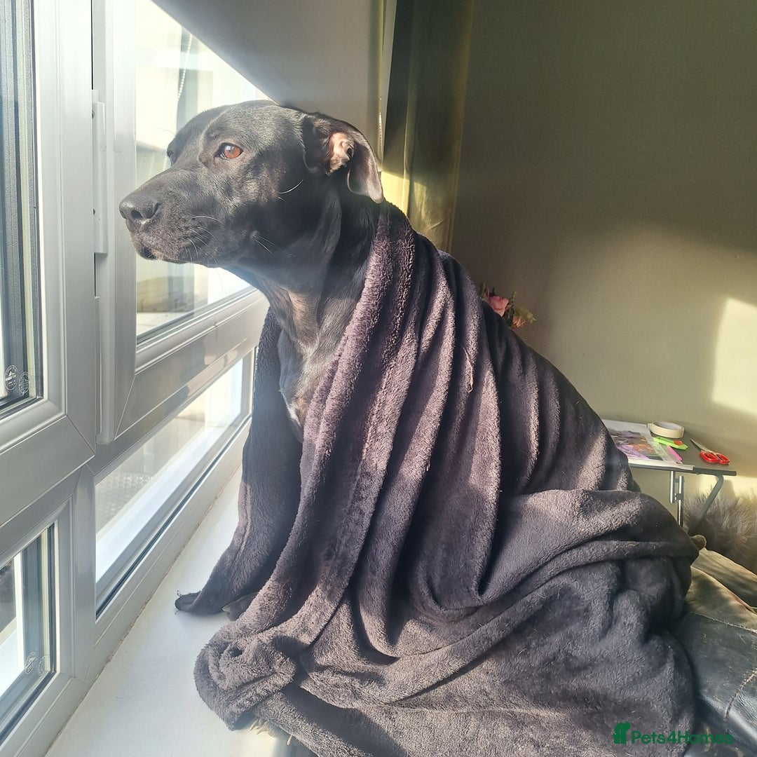 Mixed Breed dogs for sale: 1 year old American staffy cross - Advert 3