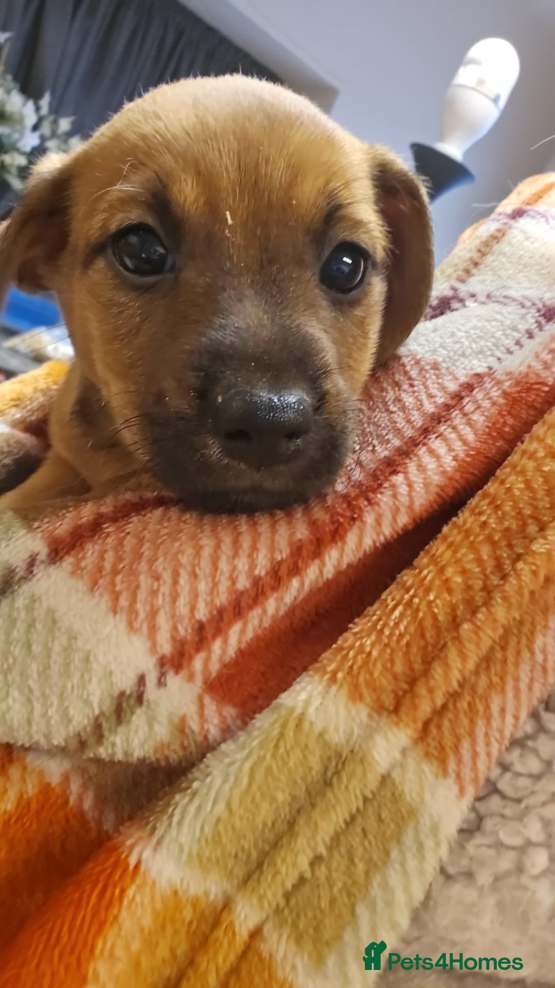 Mixed Breed dogs for sale: Boarder terrier x Jack Russell  - Advert 1