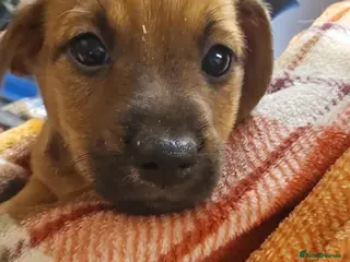 Mixed Breed dogs Boarder terrier x Jack Russell - Advert 9