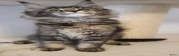 Maine Coon cats for sale: 🌟TICA🌟 reg pure maine coons - Advert 14