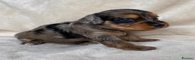 Mixed Breed 4