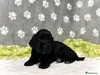 Cockapoo dogs 💎PRESTIGIOUS Platinum Grey/Chocolate F1 Cockapoos - Advert 6