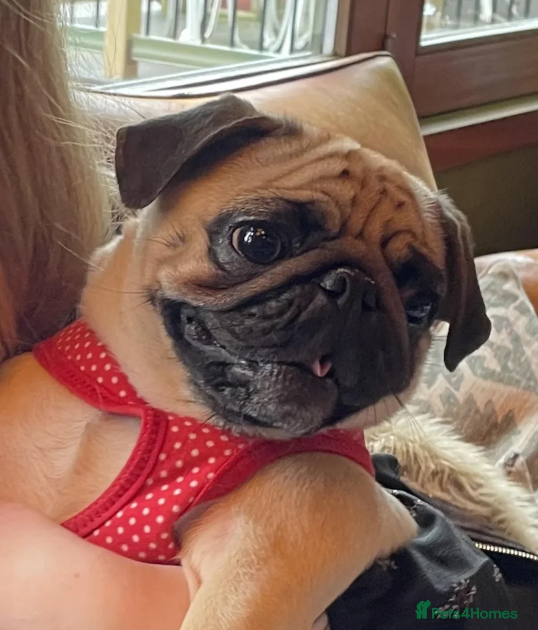 Pug dogs for sale: Gentle pug looking for new family x - Advert 4