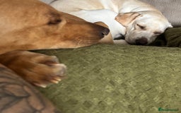 Labrador Retriever dogs for sale: Red fox Labrador & yellow lab  in Gainsborough - Image 16