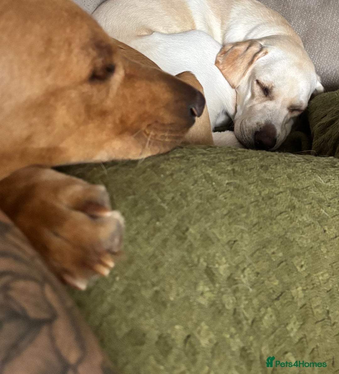 Labrador Retriever dogs for sale: Red fox Labrador & yellow lab  in Gainsborough - Image 16