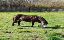 Welsh Section A horses for sale: welsh section A 12hh - Image 5