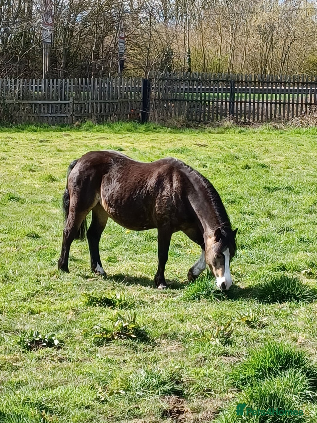 Welsh Section A horses for sale: welsh section A 12hh - Image 5