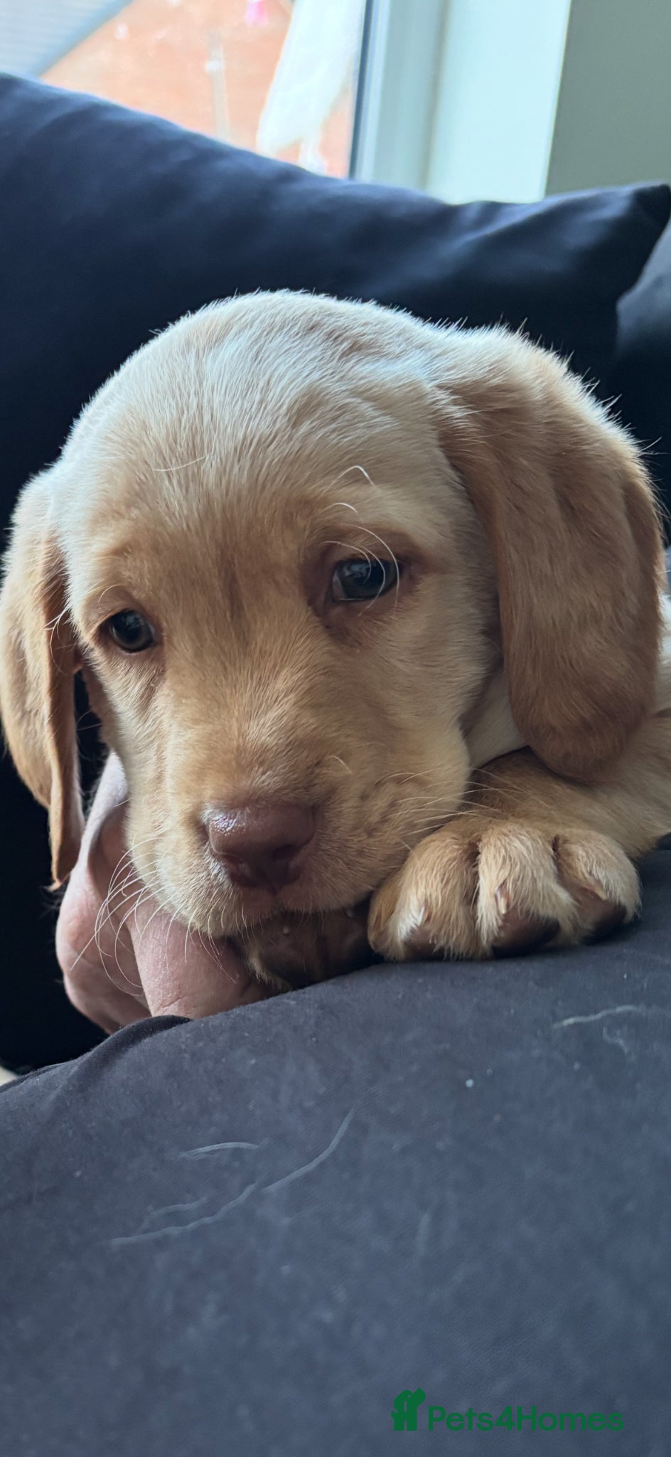 Mixed Breed dogs 1 pup left - Advert 18