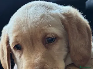 Mixed Breed dogs 1 pup left - Advert 18