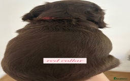 Sprocker dogs for sale: Sprocker puppies. Ready to leave 10th October.  - Image 28