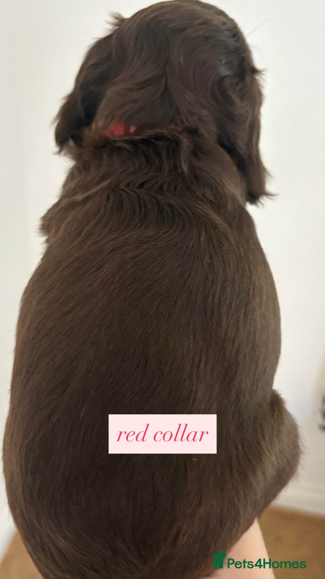 Sprocker dogs for sale: Sprocker puppies. Ready to leave 10th October.  - Image 28