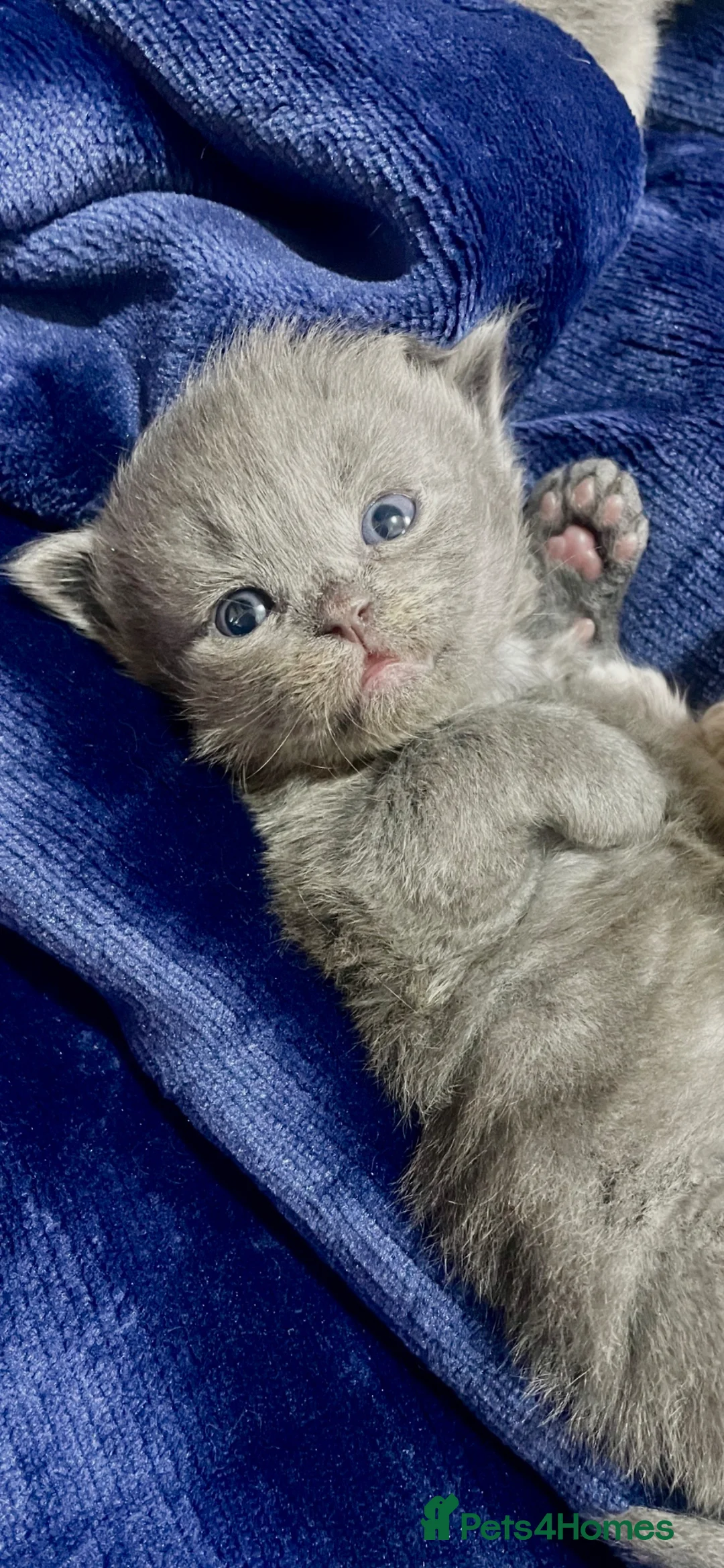 British Longhair cats for sale: Stunning kittens  in Northampton - Advert 2