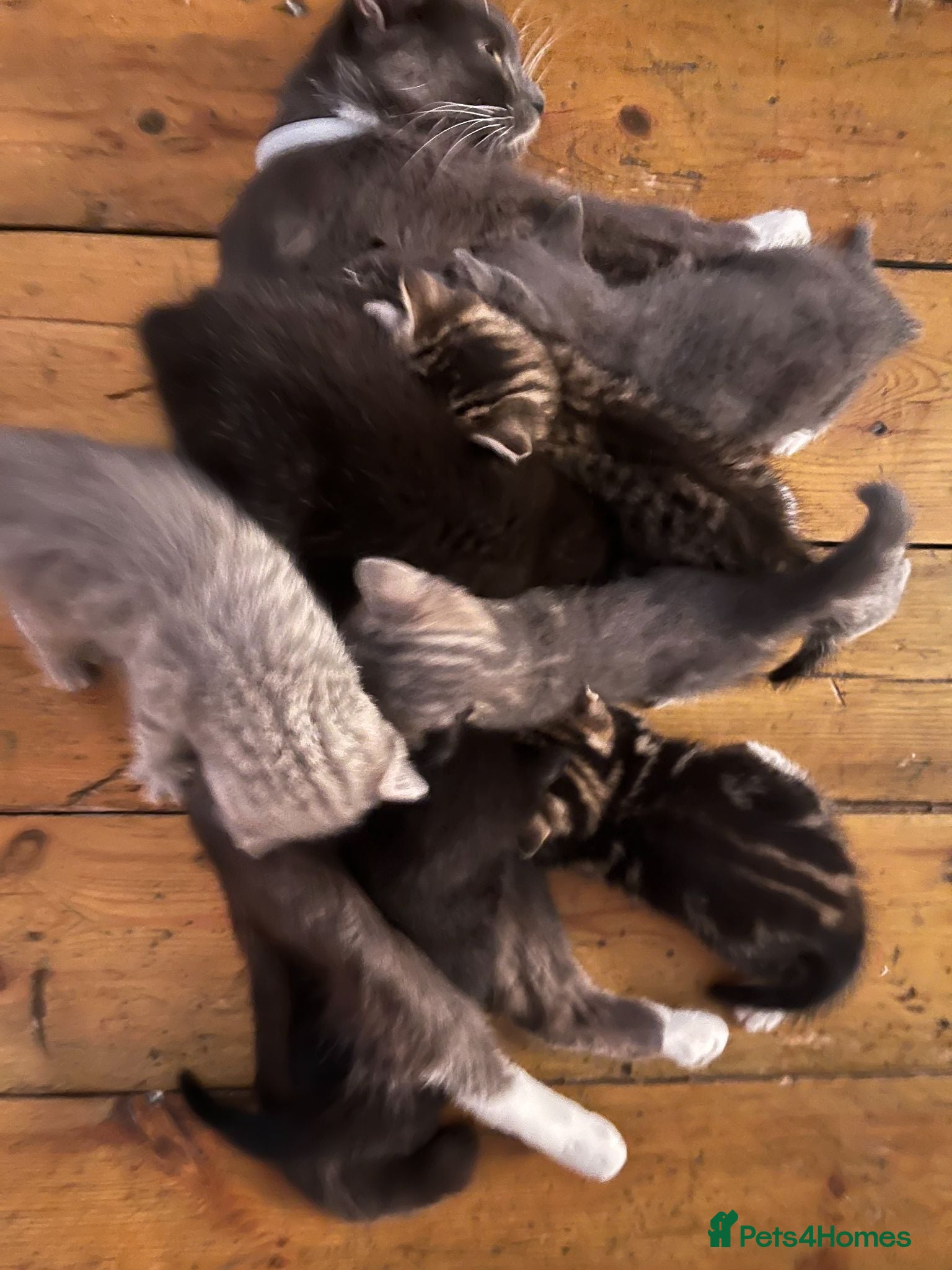 Domestic Shorthair cats 8 Domestic Kittens - Advert 2