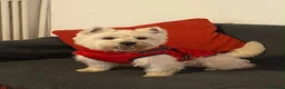 West Highland Terrier dogs for stud: West Highland Terrier Boy Available for Stud in London - Advert 2