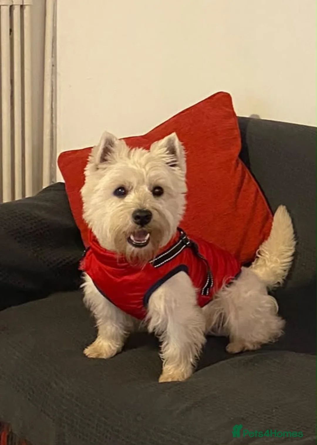 West Highland Terrier dogs for stud: West Highland Terrier Boy Available for Stud in London - Advert 2