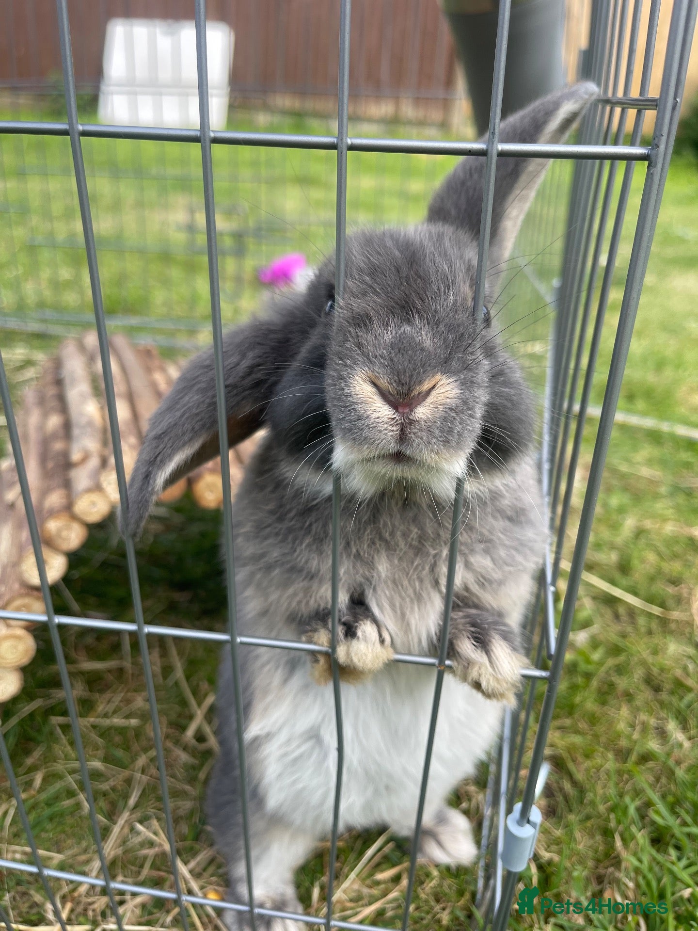 Mini Lop rabbits 3 mini lops for sale - Advert 1