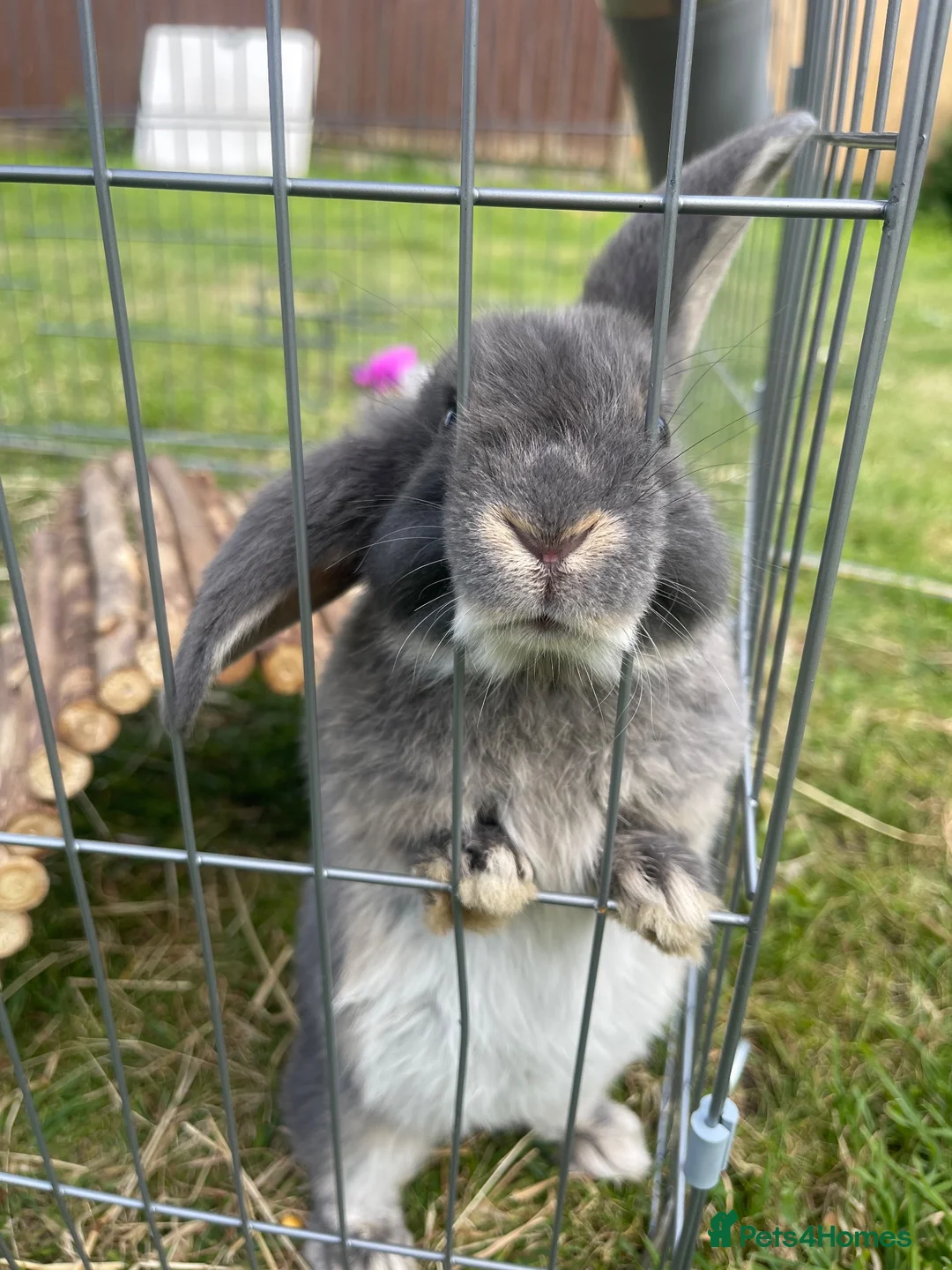 Mini Lop rabbits for sale: 3 mini lops for sale in Dover - Advert 1