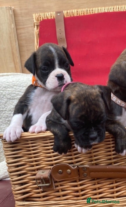 Boxer dogs Boxer KC puppies  - Advert 2