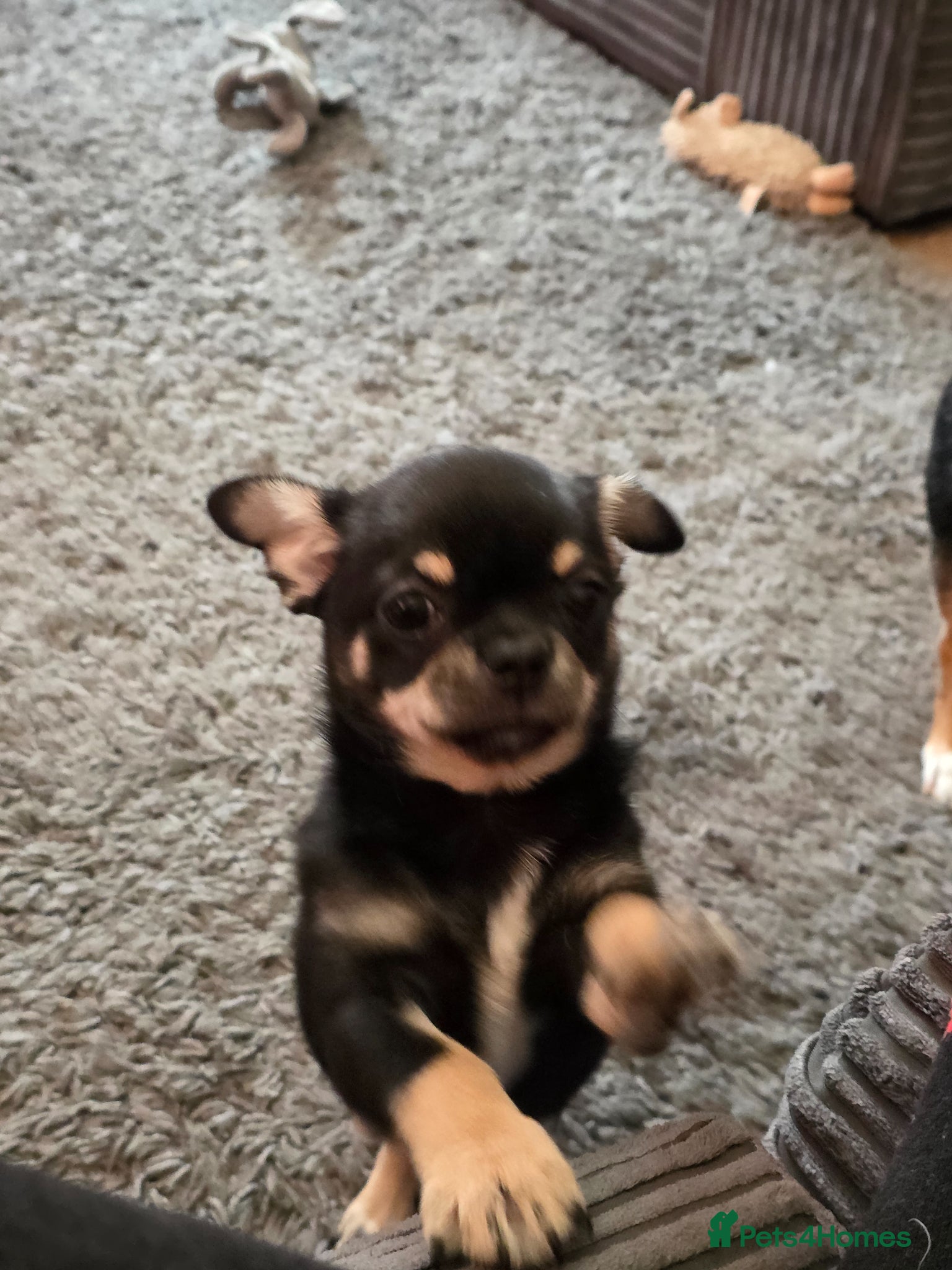 Chihuahua dogs for sale: Chihuahua for immediate home in Canterbury - Advert 2